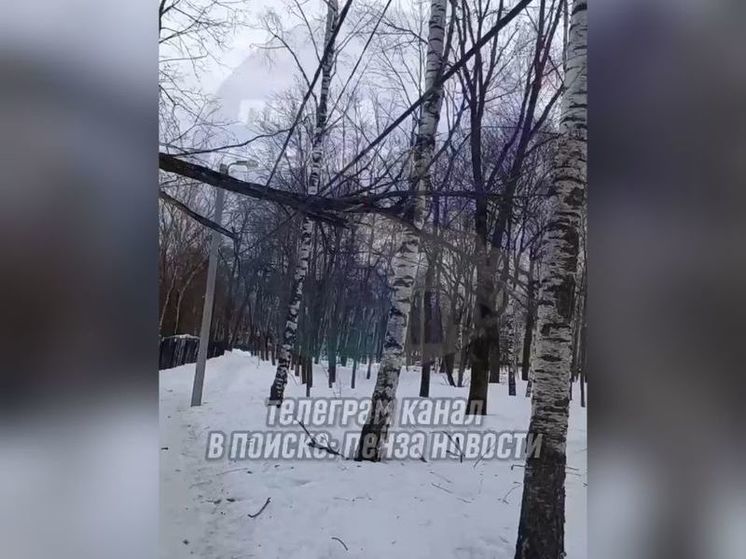 В Пензе на Западной Поляне упавшее дерево повисло на проводах