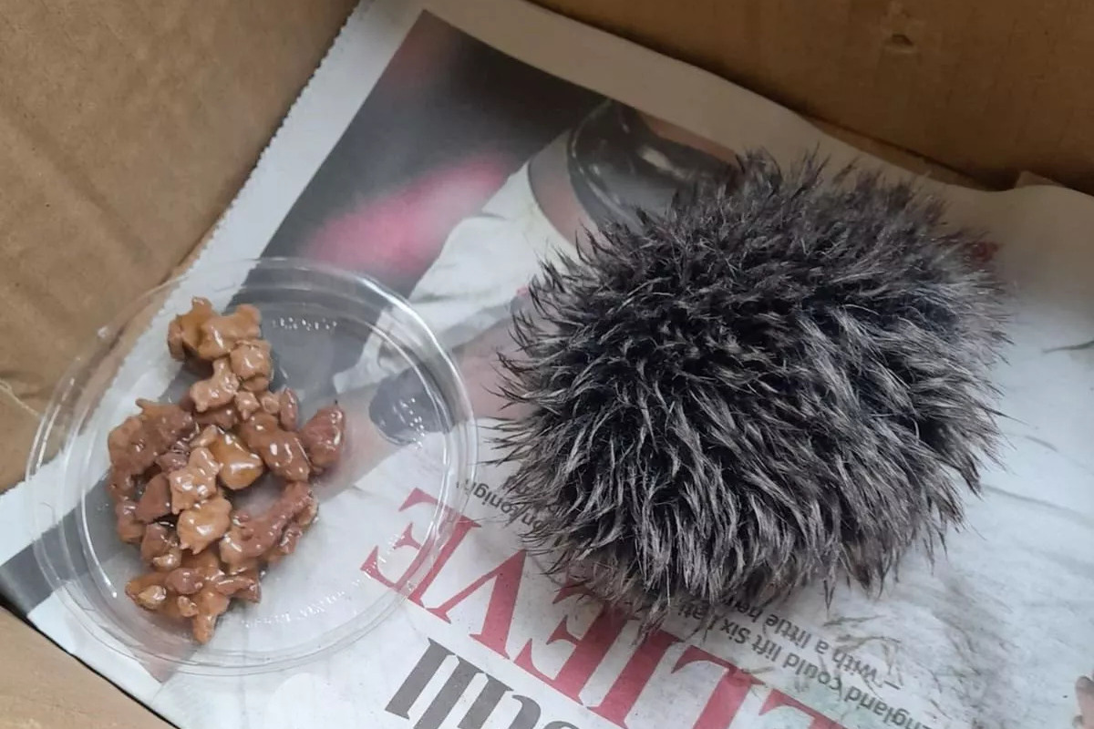 The woman who sheltered the “hedgehog” discovered that she was caring for a piece of wool