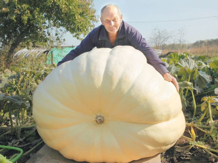 Луховицкий фермер намерен вырастить 13 тыкв-гигантов