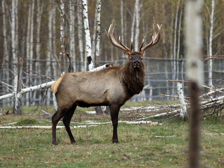 Браконьеров, застреливших благородного оленя, задержали в Лотошино