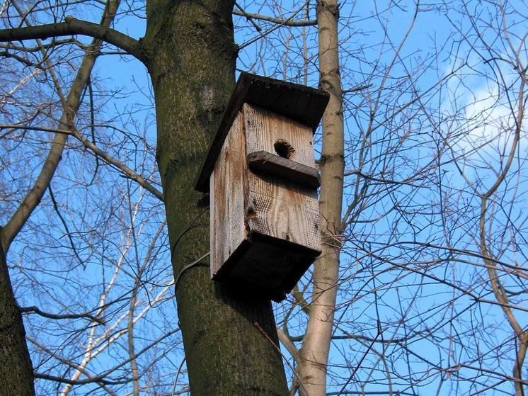 Рекордное тепло придет в Подмосковье на выходных