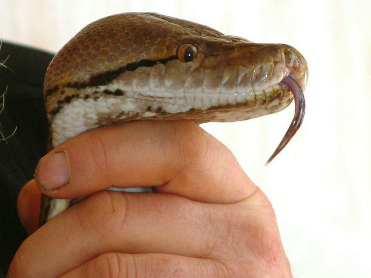 Змея едва не задушила австралийского ведущего ток-шоу в прямом эфире