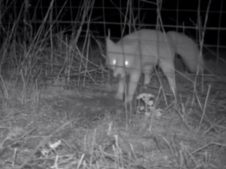 В Калмыкии в заповеднике «на сдельную работу» устроилась степная лисица