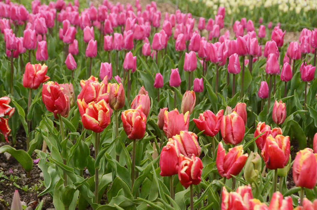 В Крыму раньше срока открылся ежегодный Парад тюльпанов