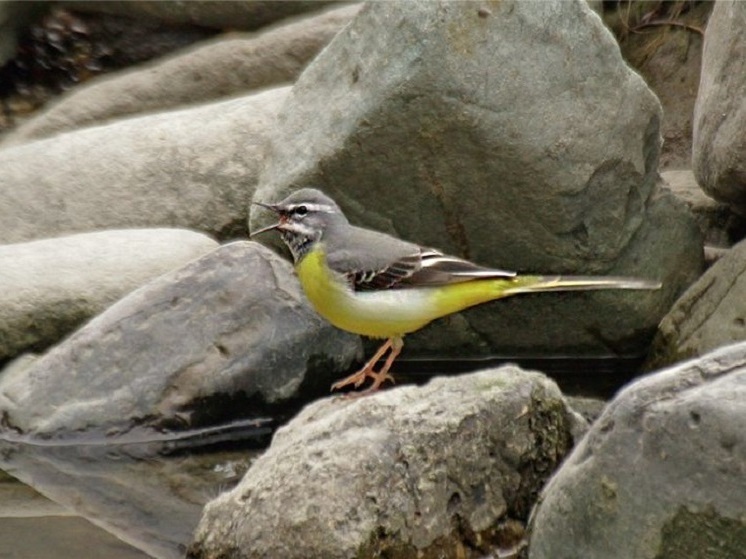В горах Сочи установят искусственные гнездовья для птиц