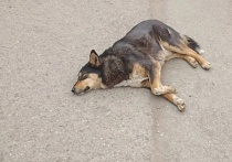 Парламентарии Оренбуржья единодушно принял законопроект об усыплении бездомных собак