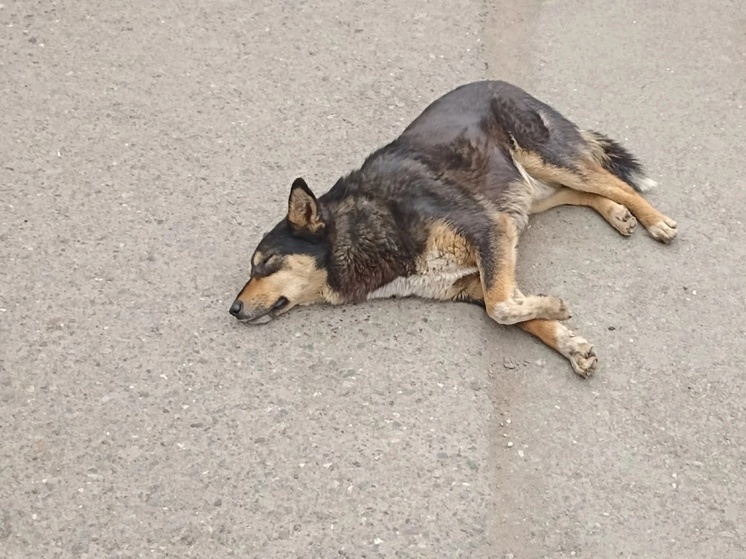 Парламентарии Оренбуржья единодушно принял законопроект об усыплении бездомных собак