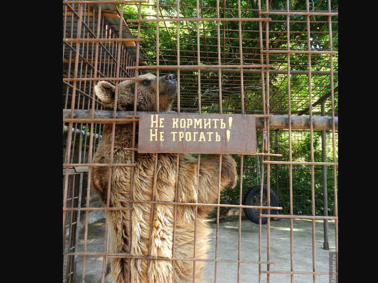 Дагестанский зоопарк закрыт: Суд поддержал прокуратуру