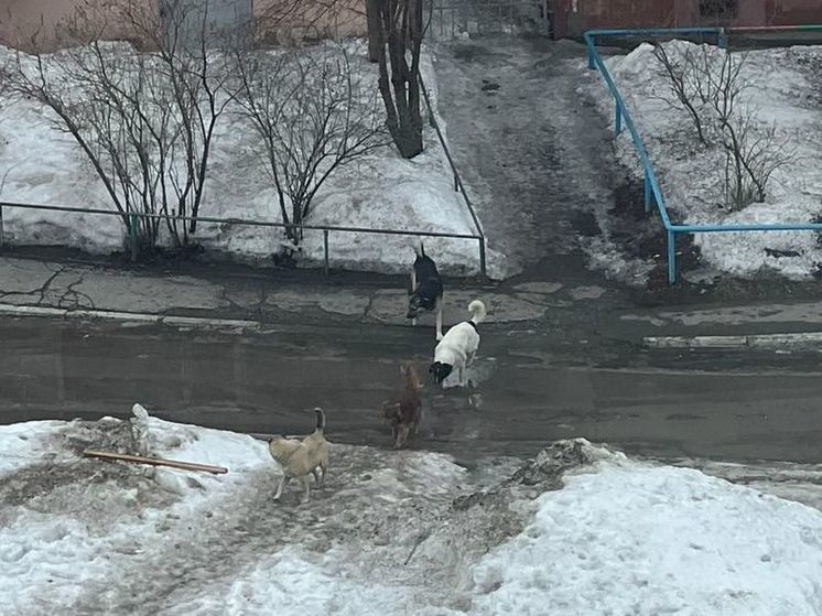 Следственное управление СКР по Омской области начало доследственную проверку после нападения безнадзорных собак на девочку на улице Стальского