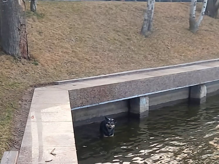 В Астрахани спасатели вытащили пса из Лебединого озера