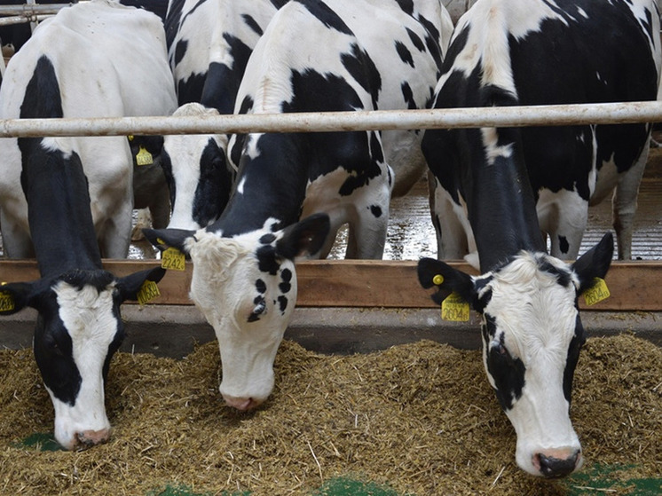 Ивановским сельхозтоваропроизводителям довели средства на поддержку производства молока и племенное животноводство, сообщили в департаменте сельского хозяйства и продовольствия Ивановской области