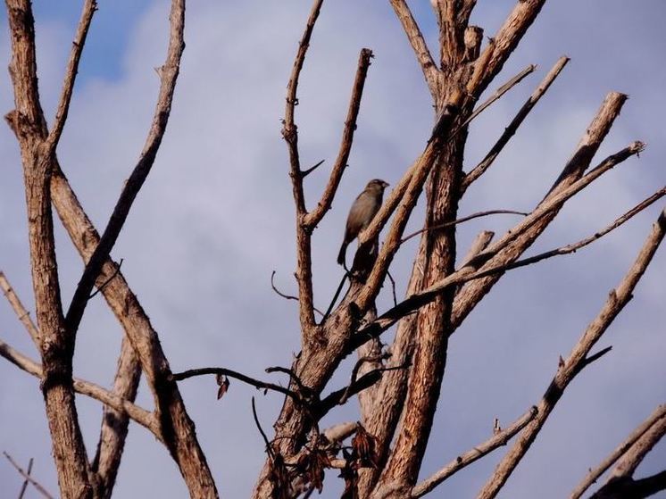 Во Владивостоке прохожему на голову упало дерево