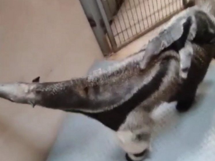 Калининградский зоопарк показал взвешивание матери пухлого малыша-муравьеда