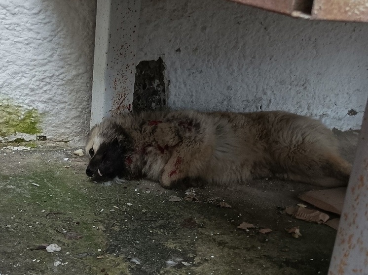 Куряне сообщили об убийстве щенка в Золотухинском районе