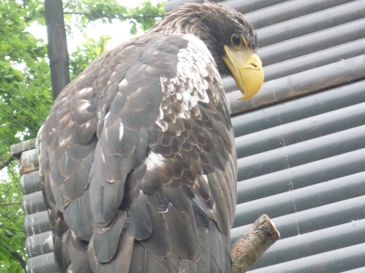 Зоосад в Хабаровске перейдет на летний режим работы