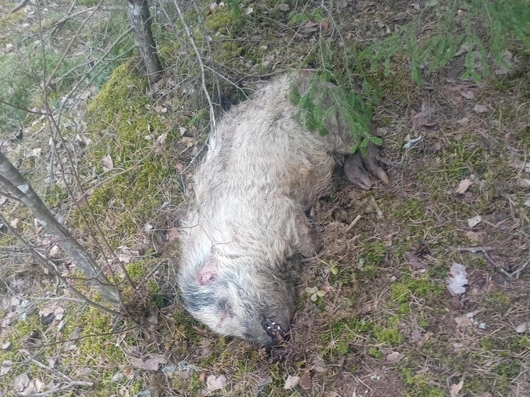 Четыре трупа животных обнаружили жители деревни Юхново Опочецкого муниципального округа