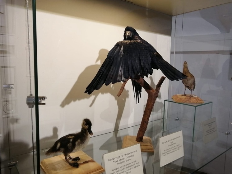 Вологодский музей-заповедник приглашает вологжан на «День птиц» (0+)