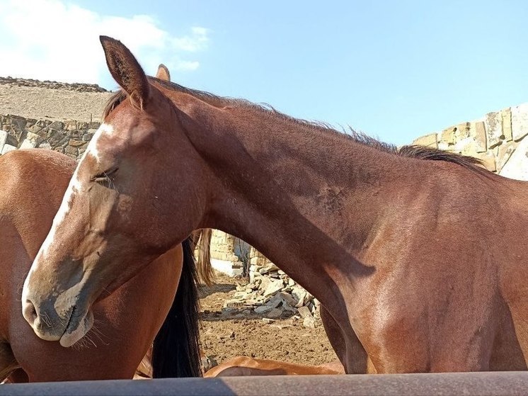 На макеевской конно-спортивной базе отменен карантин по гриппу