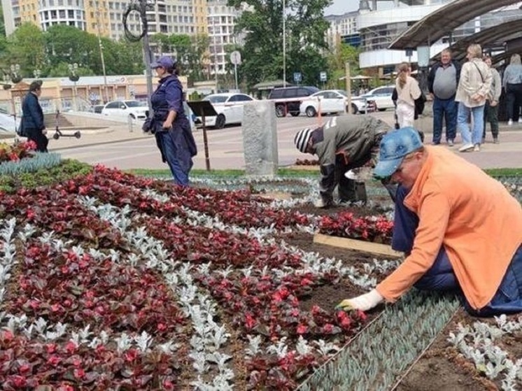 Жителям Кисловодска раздадут семена и саженцы для обустройства дворовых клумб