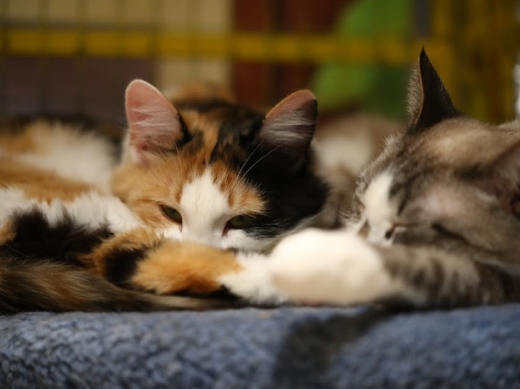 Препараты от паразитов могут быть опасны для 1% домашних кошек, узнали ученые