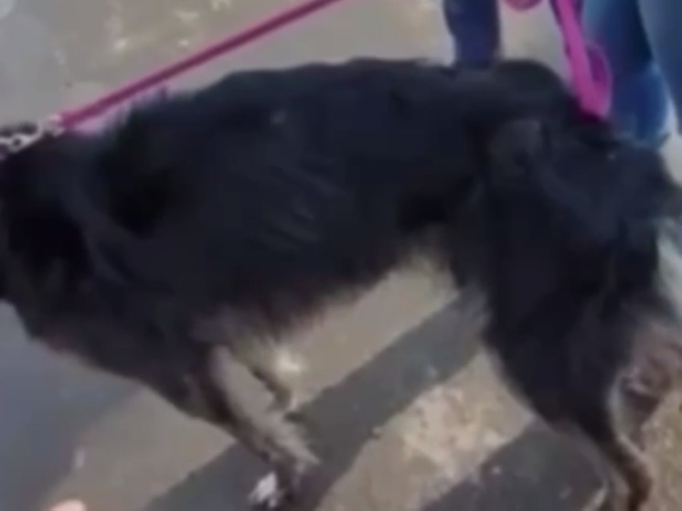 В Кашире пытаются спасти собак, которых хозяева морят голодом