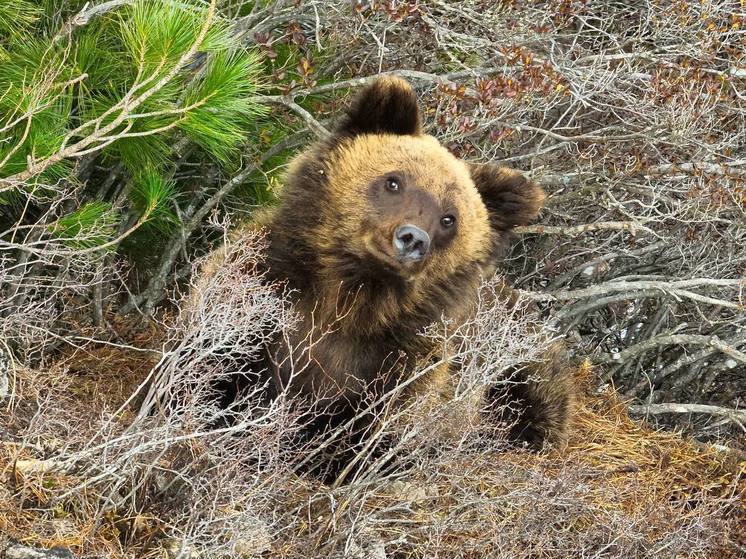 На Алтае после зимней спячки проснулись медведи