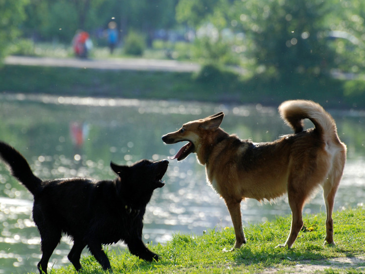 С начала года на улицах Иванова отловили около сотни безнадзорных собак