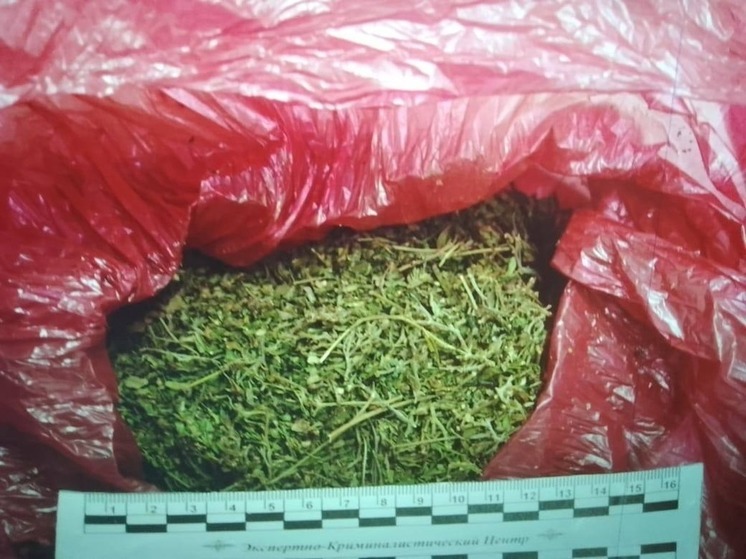 В домах двух жителей Калмыкии нашли растительный наркотик