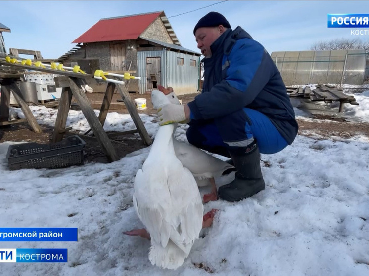 Костромские ветеринары прививают домашнюю птицу от птичьего гриппа
