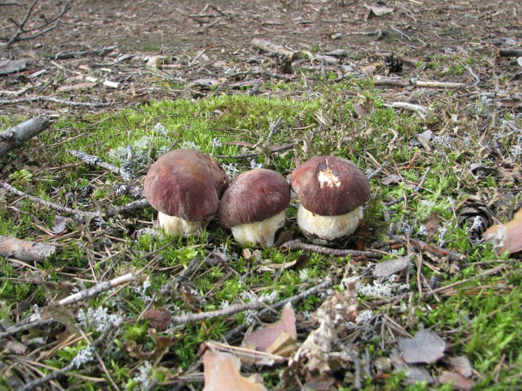Жителям Кольского Заполярья объяснили, почему нельзя есть много грибов