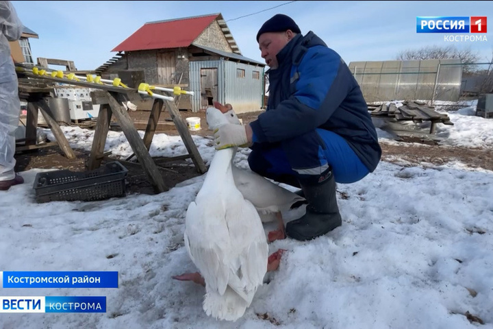 Костромские ветеринары прививают домашнюю птицу от птичьего гриппа