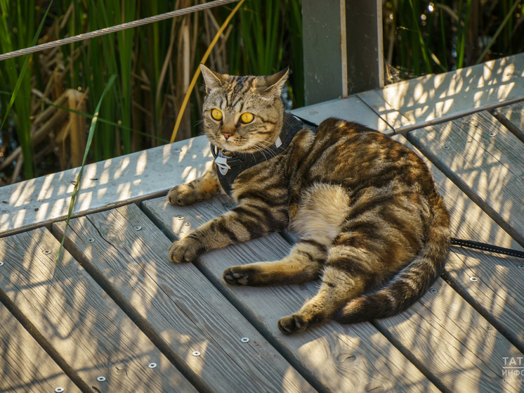 В казанском парке «Урам» желающие смогут выбрать себе кошку