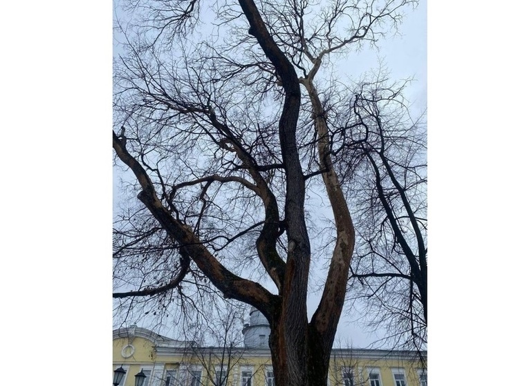 В Ярославле опилят 800 деревьев и посадят 830