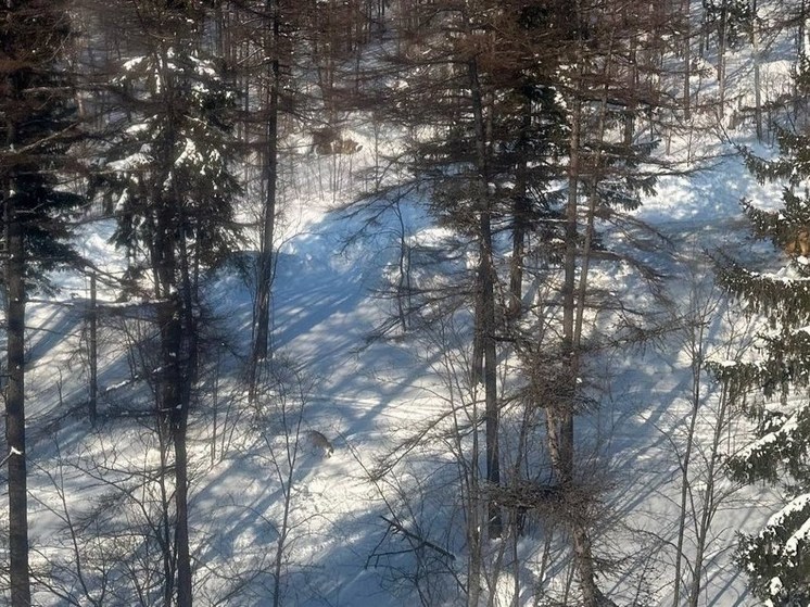 В Южно-Сахалинске на «Горном воздухе» обнаружили следы медведя