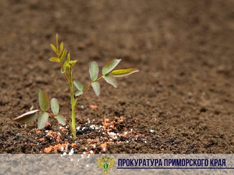 Чиновники попали под статью за рубку деревьев во Владивостоке