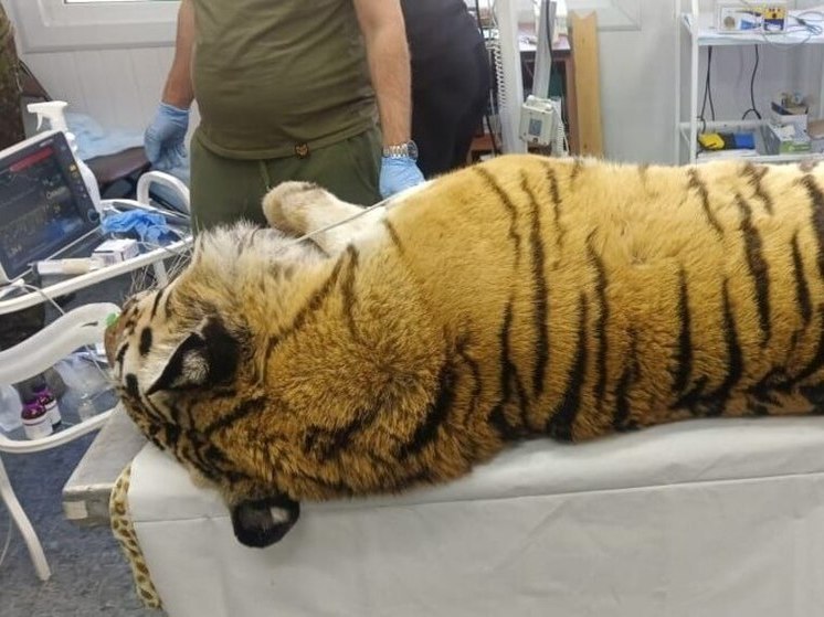Прооперированная тигрица пошла на поправку в Приморье