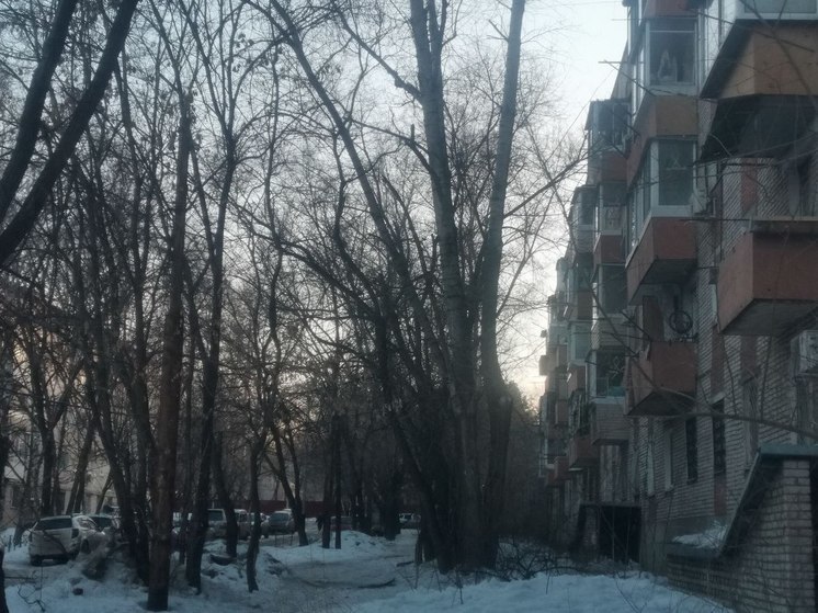 Жители Авиагородка в Хабаровске пожаловались на опасные деревья