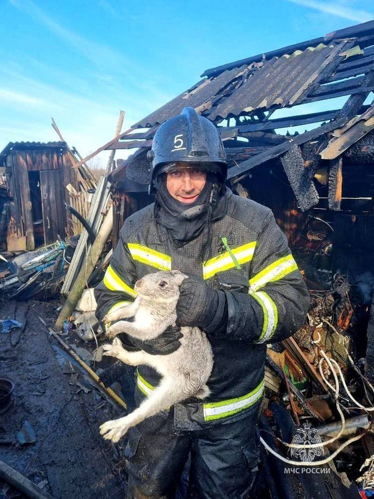 Крольчонка спасли пожарные в великолукской деревне