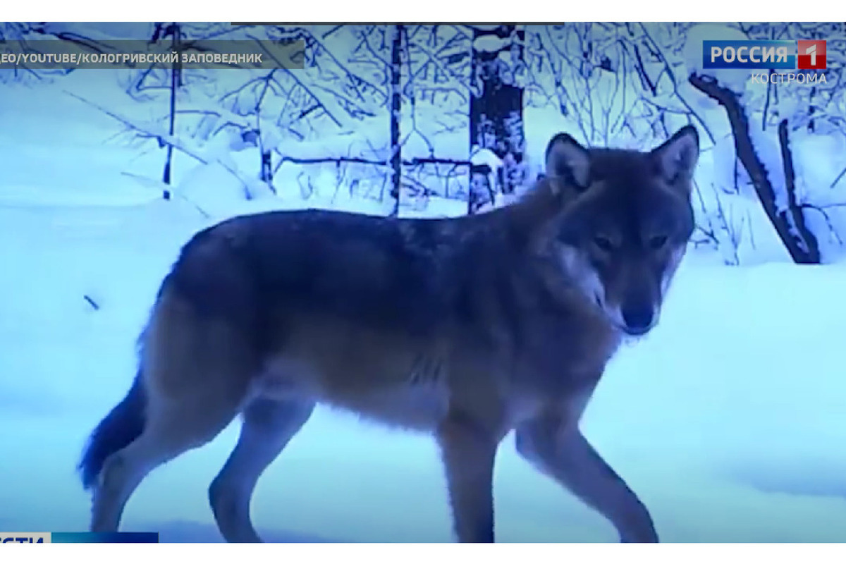В Кологривском лесу стая волков прошлась перед видеокамерой как на параде