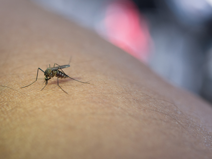 Красноярцы жалуются на нашествие комаров в мкр Взлетка