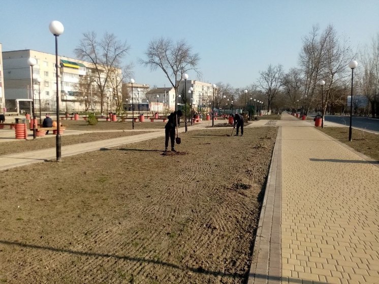 В прифронтовой Голой Пристани высадили 20 дубов