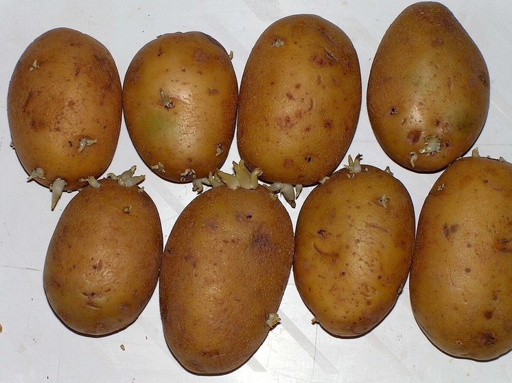 37 владельцев загородных участков будут сажать картошку в этом году – опрос