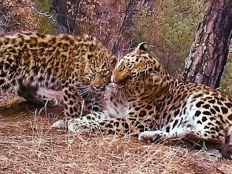 Процесс мечения территории леопардом попал на фотоловушку в Приморье