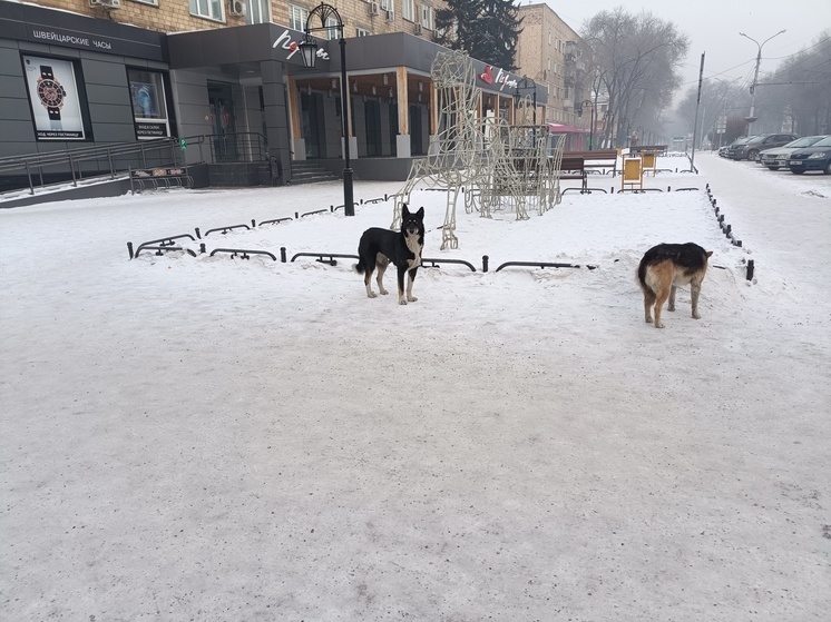 Девочка на велосипеде стала жертвой злой собаки в Абакане