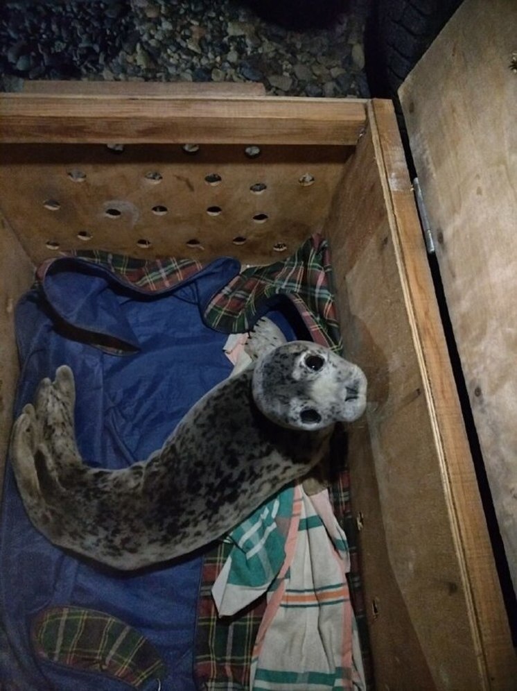 Нового тюлененка выхаживают в реабилитационном центре в Приморье