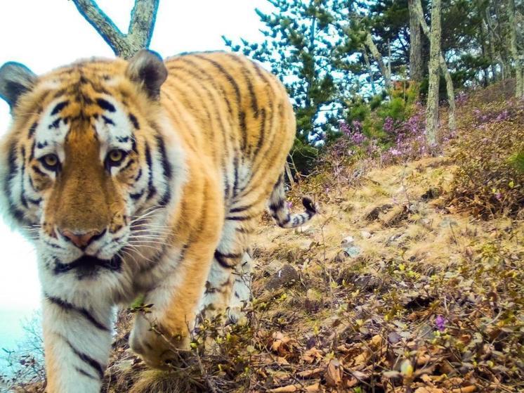 В Минприроды Приморья рассказали, как защититься от тигра