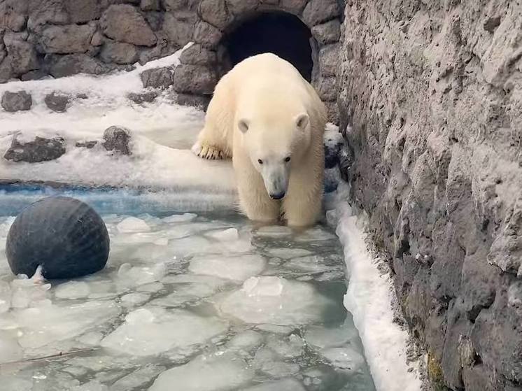 Белые медведи в красноярском зоопарке начали сезон рыбалки