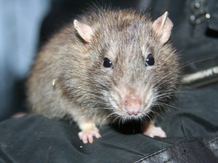 Крыса в Химках родила потомство под капотом автомобиля
