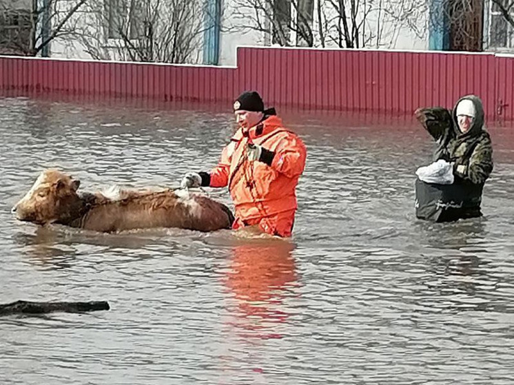 Спасатели эвакуируют животных из хозяйств затопленного Михайловского Алтайского края