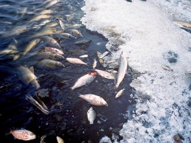 В Рыбинском водохранилище зафиксирован факт массовой гибели рыбы